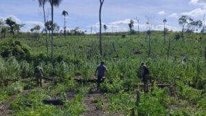 Destruyen 10 hectáreas de plantaciones de marihuana en Bella Vista Norte