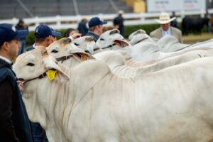 Genética de alto nivel: principales asociaciones de criadores se alistan para la nueva Expo Paraguay