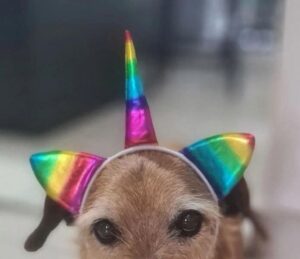 Tristeza total: ¡Murió Chiruzo, el perro de la tv!