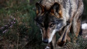 Volver en la gestión de una gestión de Fox | El clima es el medio ambiente