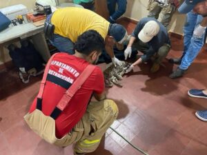 Concepción: felino silvestre con lesiones es rescatado por bomberos