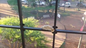 El dramático rescate de un gato atrapado en las alturas del Palacio de Justicia en PJC