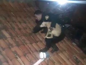 Insólito rescate: un perro quedó atrapado en el techo de una casa