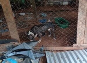 Multan a dueños de perros rescatados en estado de desnutrición