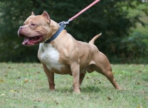 Hombre queda malherido tras ser atacado por pitbulls en Pedro Juan Caballero