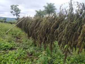 Asestan golpe superior a USD 1.600.000 al anular 54 toneladas de marihuana en Amambay