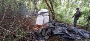 SENAD incauta y destruye 30 toneladas de marihuana en Capitán Bado