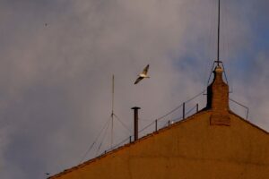 La traducción de la selección de un nuevo, vivo | Tilts reinicia este proceso para especificar el pontiff nuevo Hondff y una iglesia diferente | Internacional