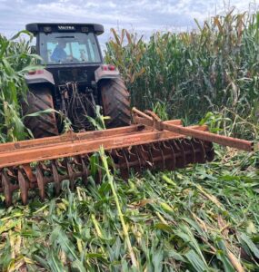 Eliminan cultivo de maíz transgénico en Canindeyú por violar normativa