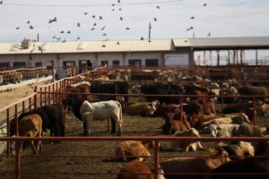 Estados Unidos detiene la tienda de vaqueros de la dificultad mexicana
