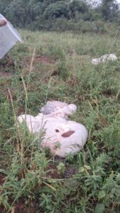 Incontenible abigeato genera millonarias pérdidas en distritos de Paraguarí