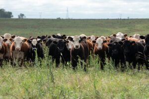 Los dolores de las mascotas miran el ‘toro pesado’ de la bolsa de fondo en Uruguay