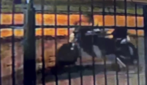 Video: roban motocicleta valuada en US$ 21.000 del interior de una vivienda