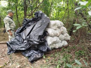 SENAD incinera más de 8 toneladas de marihuana en la colonia San Luis de Pedro Juan Caballero