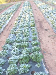 La helada afectó cultivos de hortalizas en el departamento Central