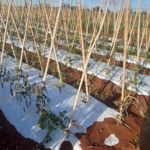 Productores de Amambay reportan enorme perjuicio tras las heladas