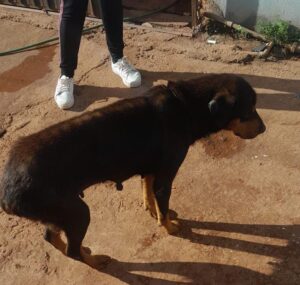 Pedro Juan Caballero: Niño de un año internado por mordedura de perro
