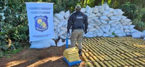 Operativo antidrogas incauta y destruye más de 6 toneladas de marihuana en Pedro Juan Caballero