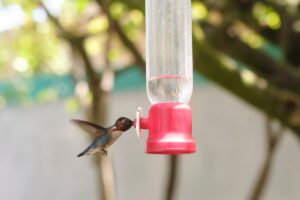 Casa Bernabé: en el almuerzo en un pájaro muy pequeño en Cuba | América Fuduura