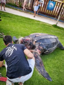 Encontró un cuerpo de tortuga en la orilla en Valencia con signos locos y altura | Noticias de la gente valenciana