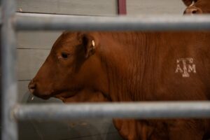Estados Unidos bloquea el límite de las vacas y gusanos de México