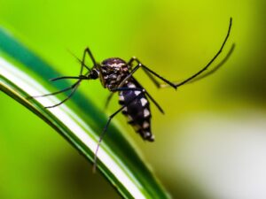 Salud Confirma caso de chikungunya en Bella Vista Norte y mantiene vigilancia por dengue