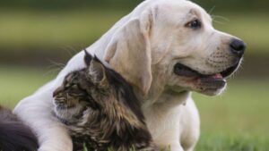 Pedro Juan Caballero: Mujer denuncia muerte de sus cuatro mascotas por presunto envenenamiento