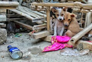 ¿Ves animales en situación de calle? Esto podés hacer
