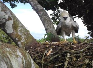 La restauración de Harpia a México Erasi es responsable de una nueva advertencia para proteger el bosque de Lacandona