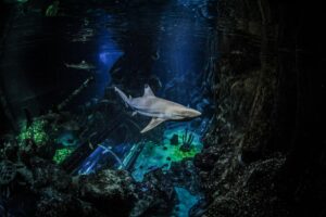 Los dientes de Shari pueden ser los lagos escritos, debido a los ácidos del asctor | Ciencia