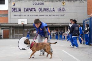 Para mantenerte de la escuela en Bogotá para dar una segunda oportunidad a cientos de perros