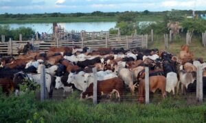 Senacsa abre diálogo, pero sostiene: “Es momento de avanzar a país libre de aftosa sin vacunación” – ABC Rural