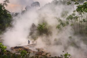 Amazon Green River, en riesgo de desperdiciar árboles | América Fuduura
