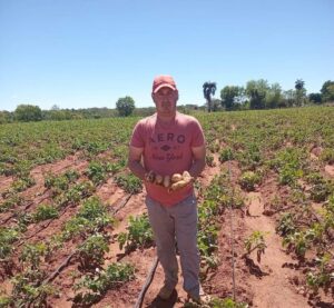 Gral. Caballero: Productores esperan precio justo para cosechar papa