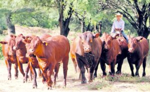 Hato ganadero: prevén aumento desde el 2027