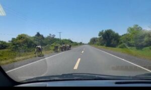 Choque contra vacuno en la ruta PY04 deja daños materiales