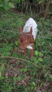 Hallan ternera maniatada en una bolsa arpillera al costado de la ruta en Santa Rosa, Misiones
