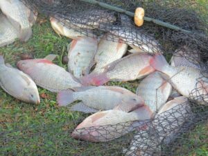 Productores de tilapia piden mejor control ante contrabando