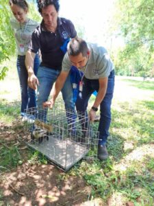 Rescatan y liberan a una zarigüeya hallada en la Junta Municipal
