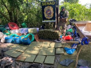 SENAD incinera 1.650 kilos de marihuana y desmantela centro de producción en Capitán Bado