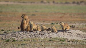 Águila real: Comunidades restauran el hábitat del ave más poderosa de México