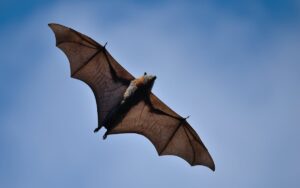 Juegos de lenguaje | Ciencia