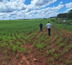 Soja en el Ybytyruzú: Fiscalía analiza denuncias sobre cultivos y fumigaciones en zonas sensibles