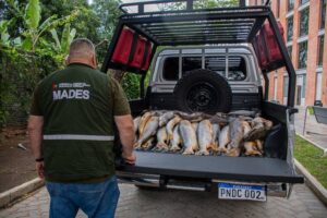 Veda: Mades decomisa pescados y anuncia que los donará