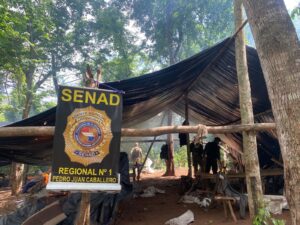 SENAD y Fiscalía eliminan 5,7 toneladas de marihuana en Pedro Juan Caballero