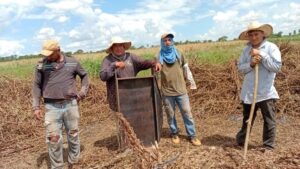 San Estanislao: preocupados por el bajo precio del producto de la variedad “sésamo blanco”